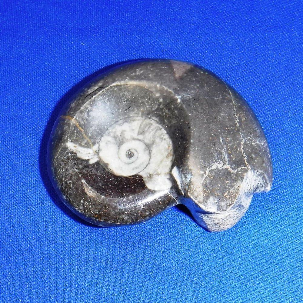 Ammonoid Fossil, "Ammonite", Polished, 2 oz